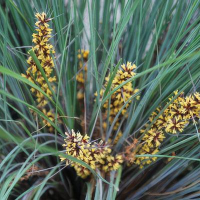 Lomandra Frosty Top Lpolomfto 18 - Garden Express Australia