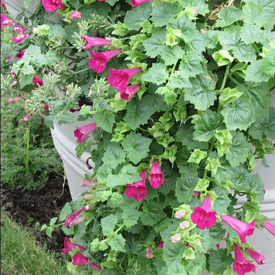 Lophospermum Lofos Compact Rose - Garden Express Australia