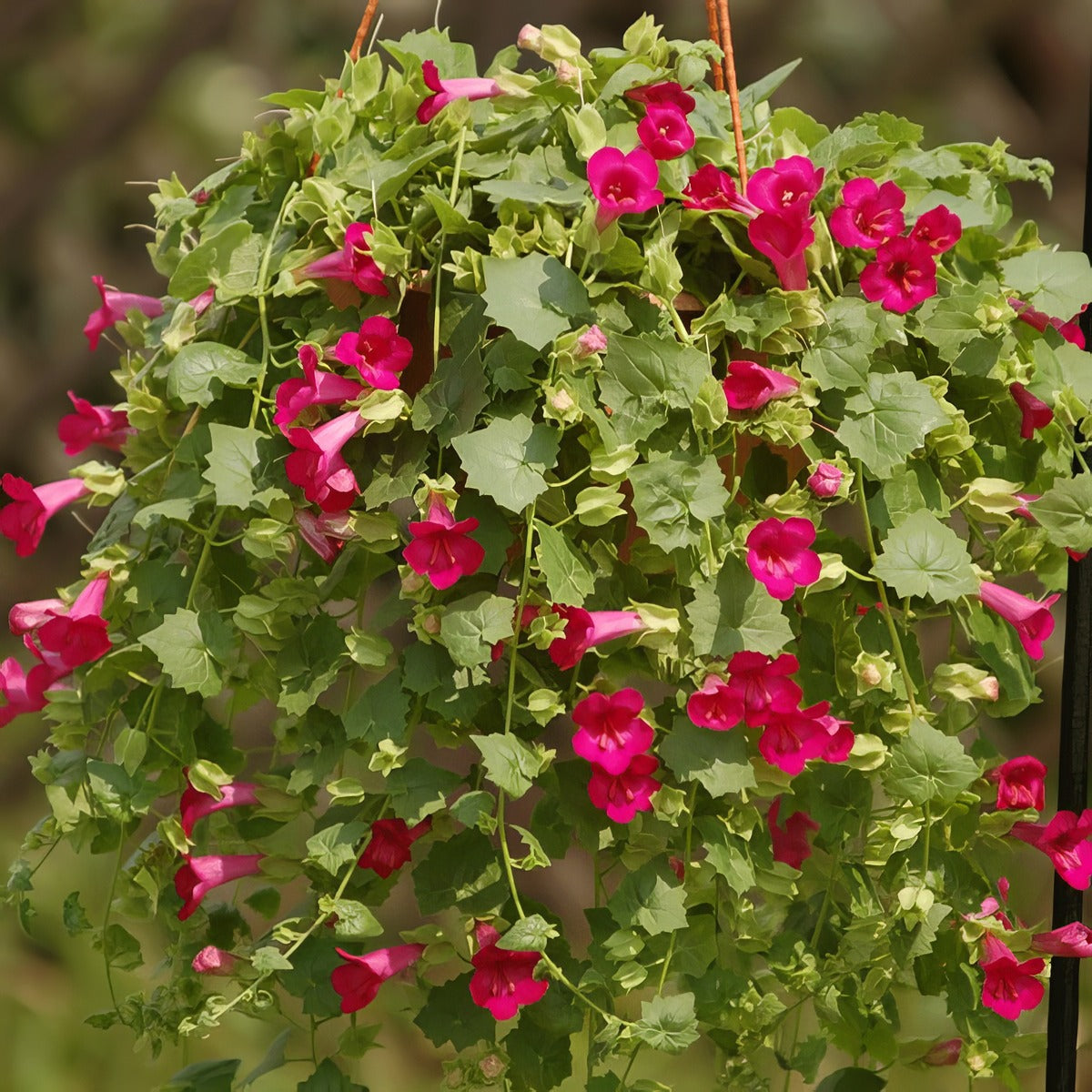 Lophospermum Lofos Compact Rose Lpllofcrs - Garden Express Australia