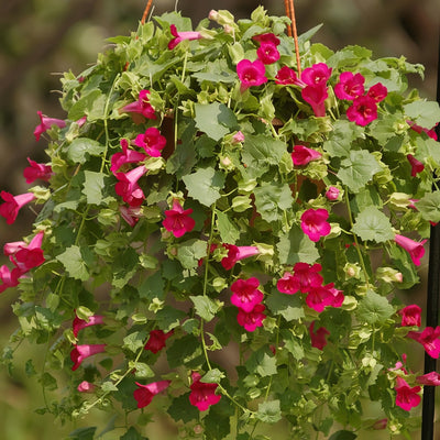 Lophospermum Lofos Compact Rose Lpllofcrs - Garden Express Australia