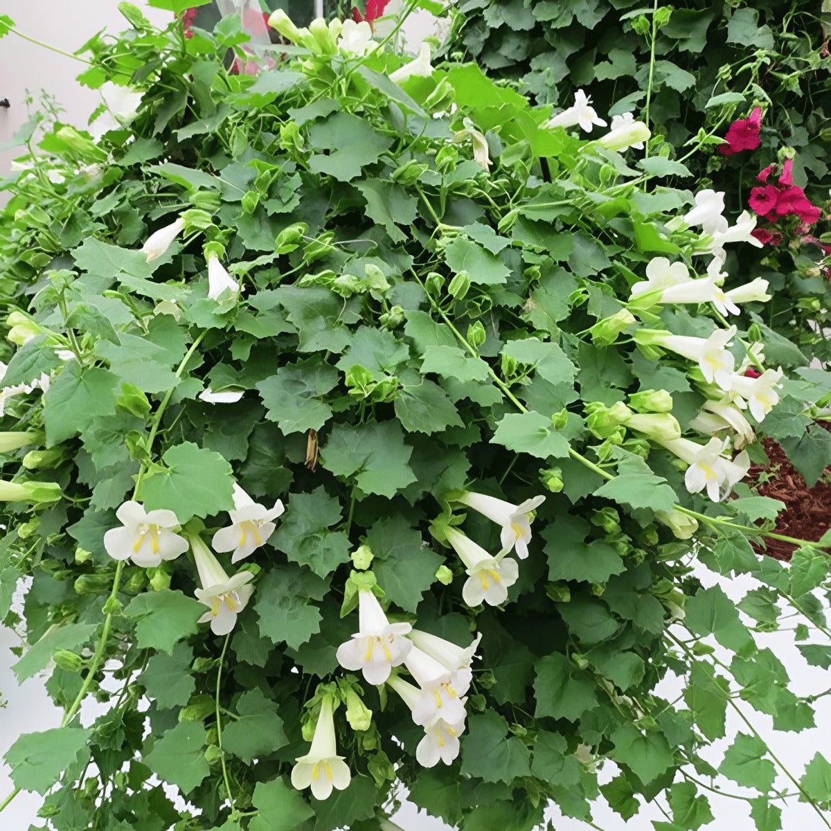 Lophospermum Lofos Compact White - Garden Express Australia