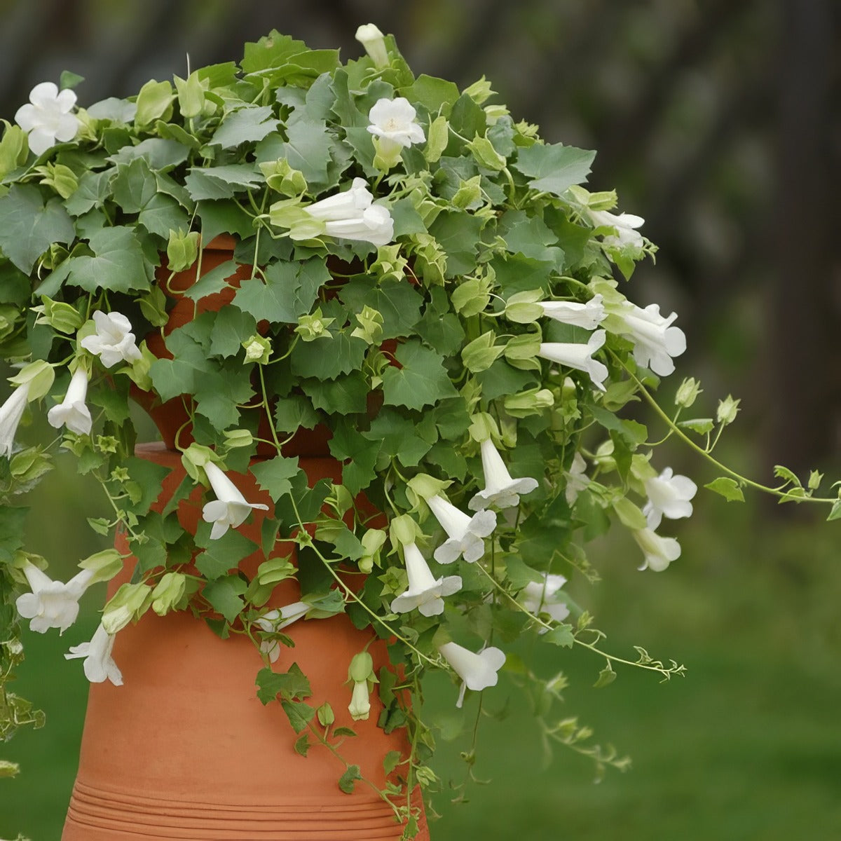 Lophospermum Lofos Compact White Lpllofcwh - Garden Express Australia