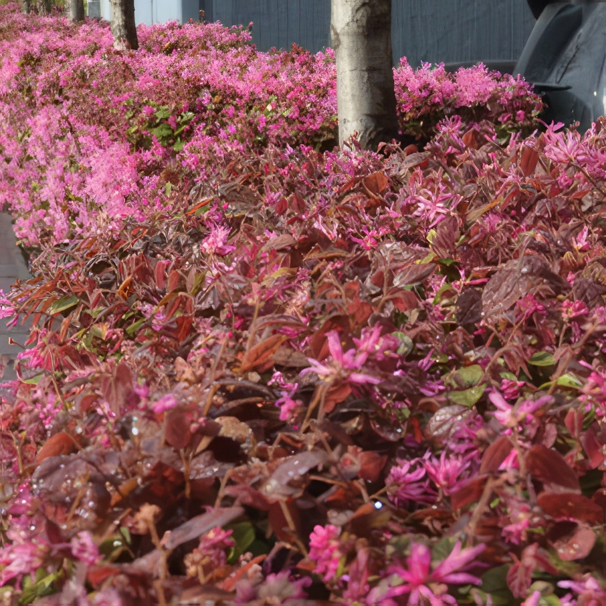 Loropetalum China Pink Lpolorcpi 2020 - Garden Express Australia