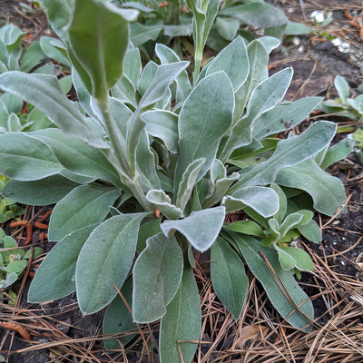 Lychnis Rose Campion Foliage - Garden Express Australia