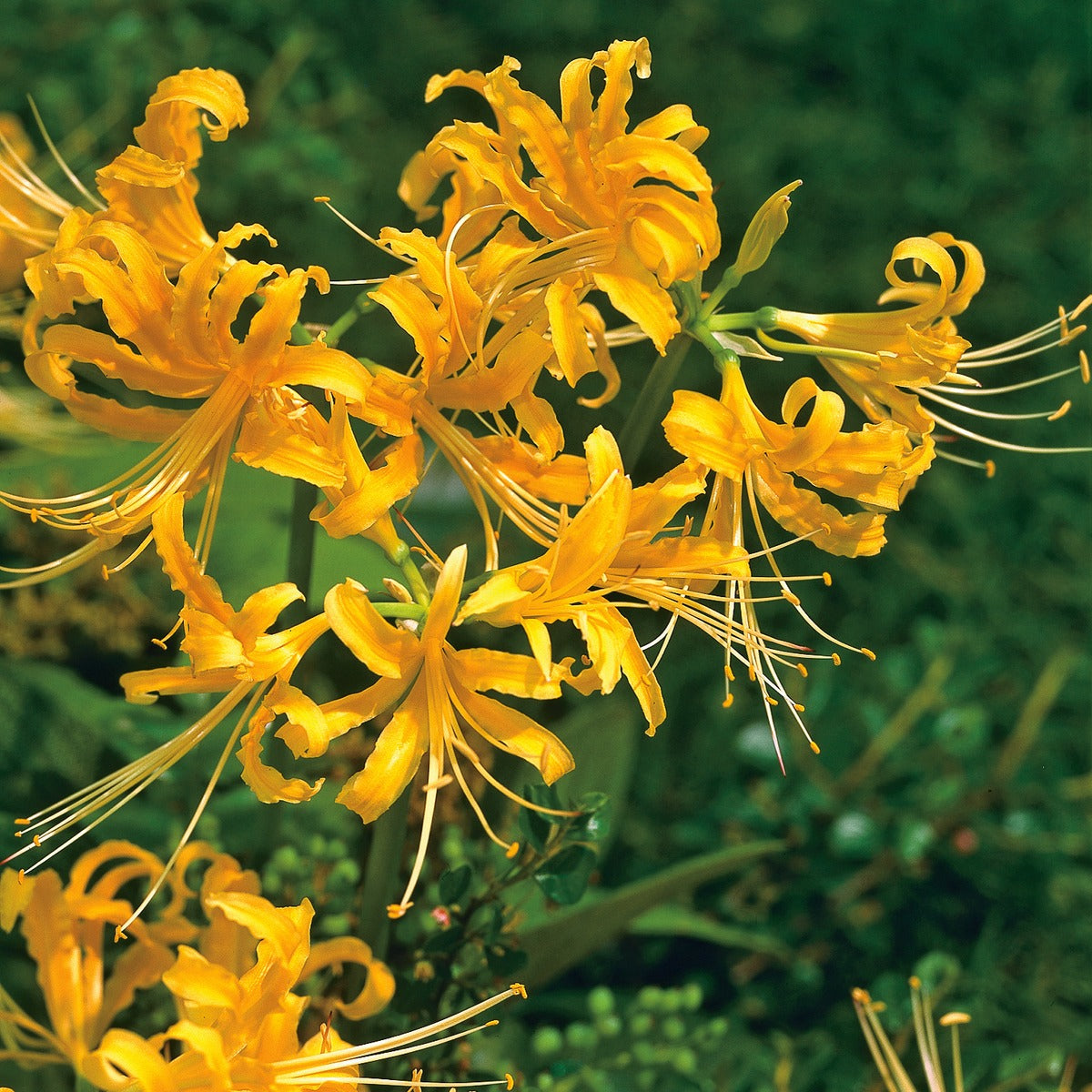Lycoris Gold Pklycgol 2025 - Garden Express Australia
