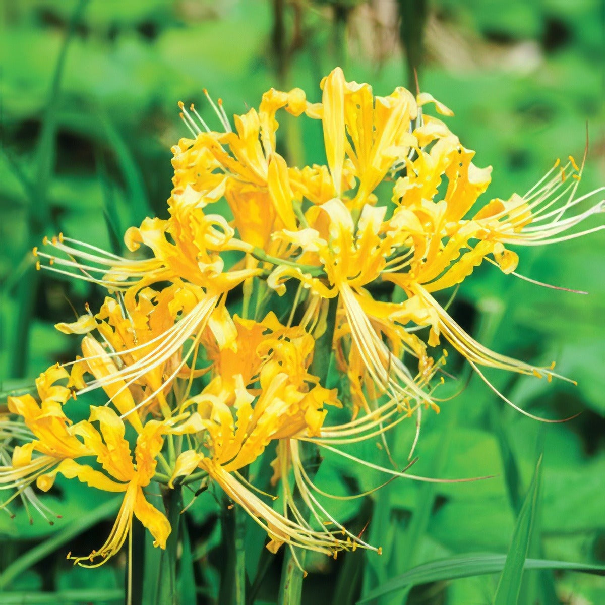 Lycoris Gold Bullycgol 2019 - Garden Express Australia