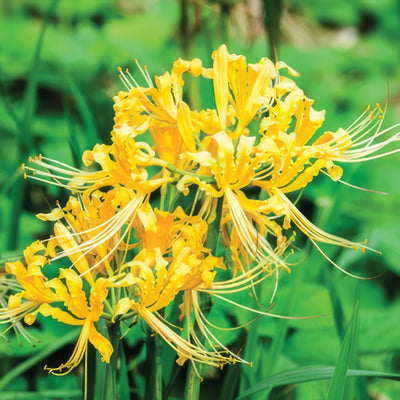 Lycoris Gold Bullycgol 2019 - Garden Express Australia