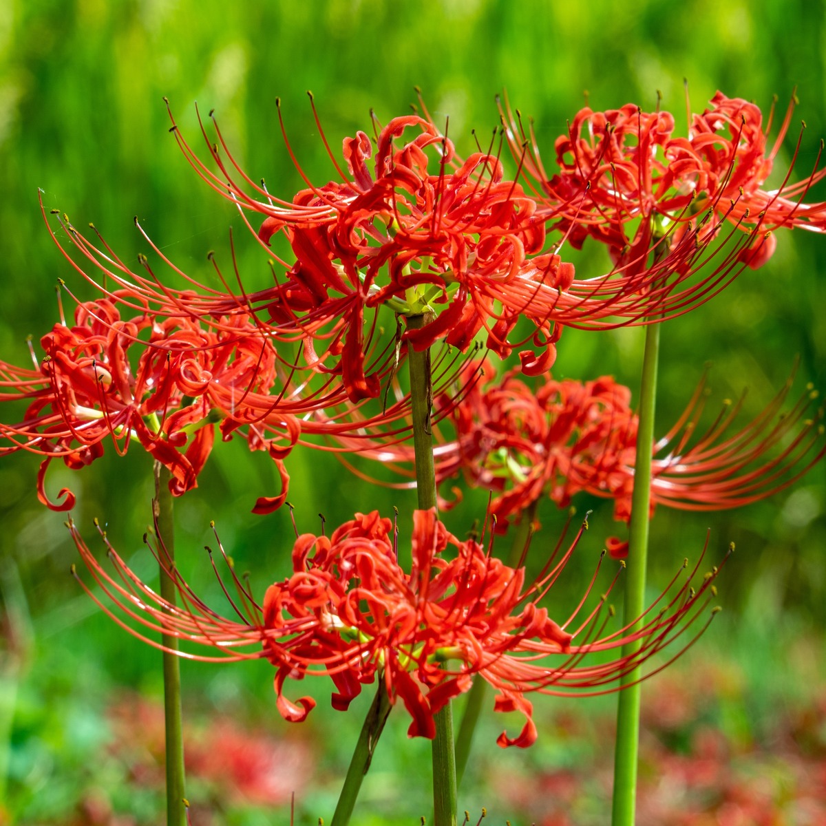 Lycoris Red 2 Pklycred 2025 - Garden Express Australia