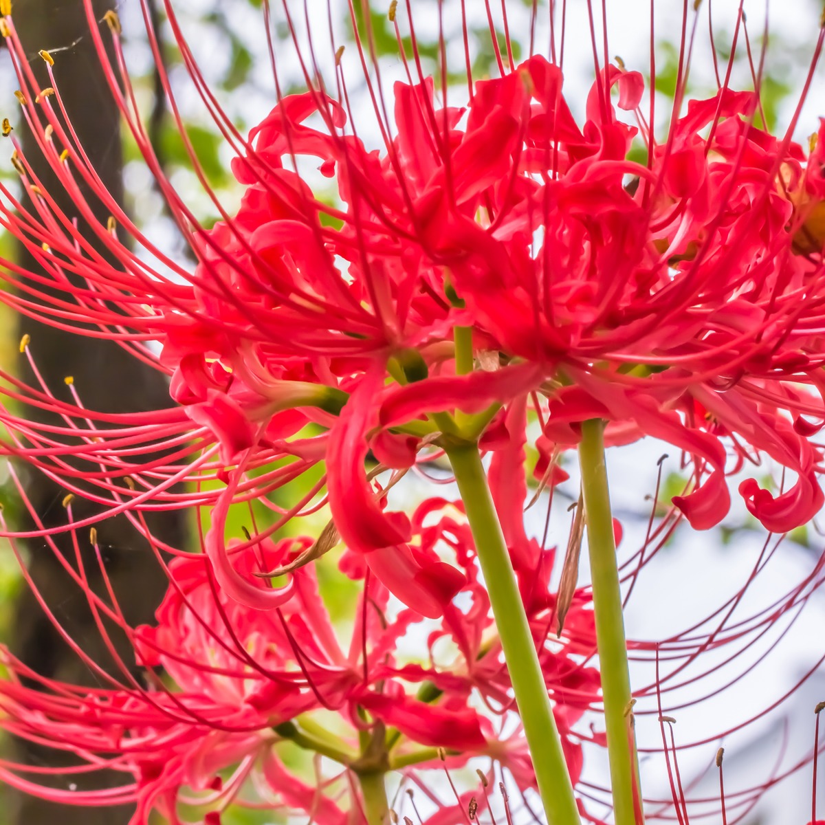 Lycoris Red Pklycred 2025 - Garden Express Australia