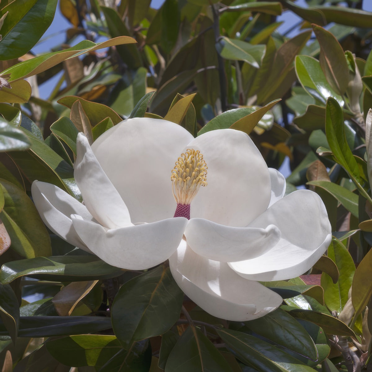 Magnolia Exmouth P75magexm - Garden Express Australia