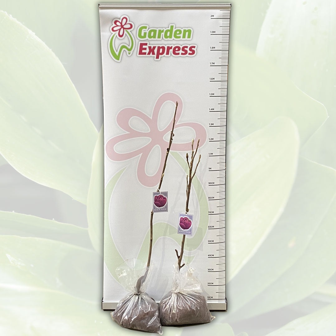 Magnolia Blacktulip - Garden Express Australia