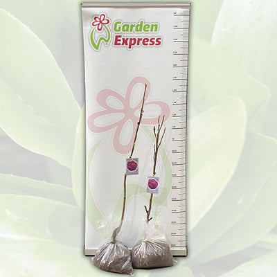 Magnolia Blacktulip - Garden Express Australia