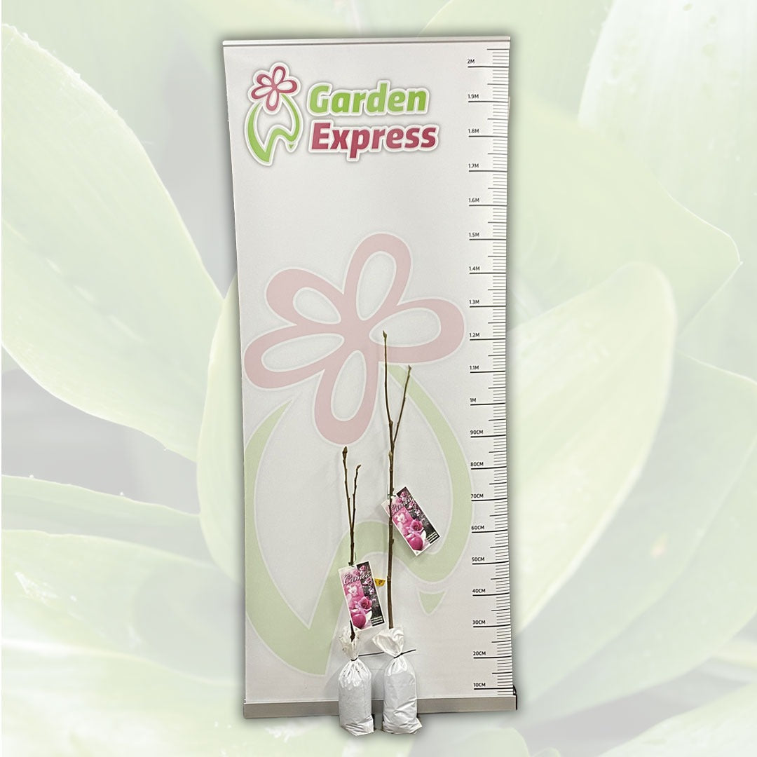 Magnolia Cameo Tremagcam Size - Garden Express Australia
