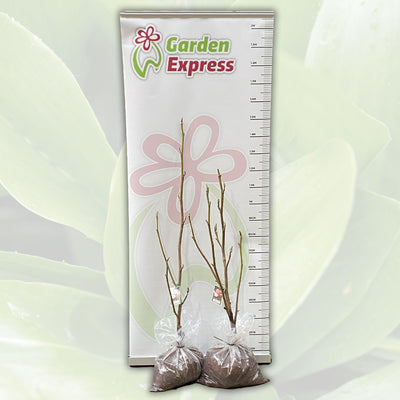 Magnolia Caerhays Belle Tremagcbe Size - Garden Express Australia