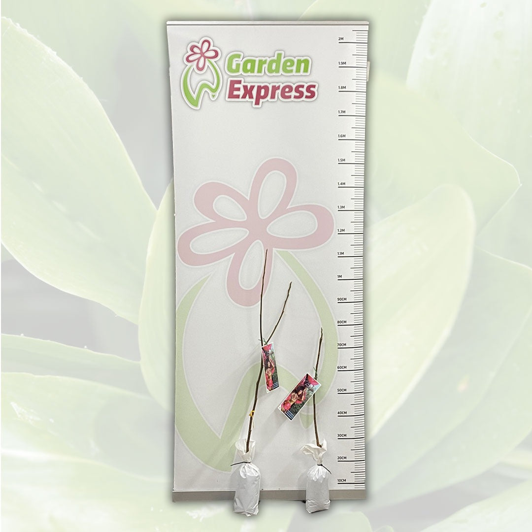 Magnolia Cleopatra Tremagcle Size - Garden Express Australia