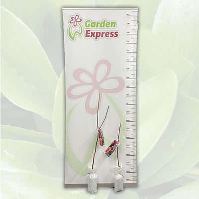 Magnolia Cleopatra Tremagcle Size - Garden Express Australia