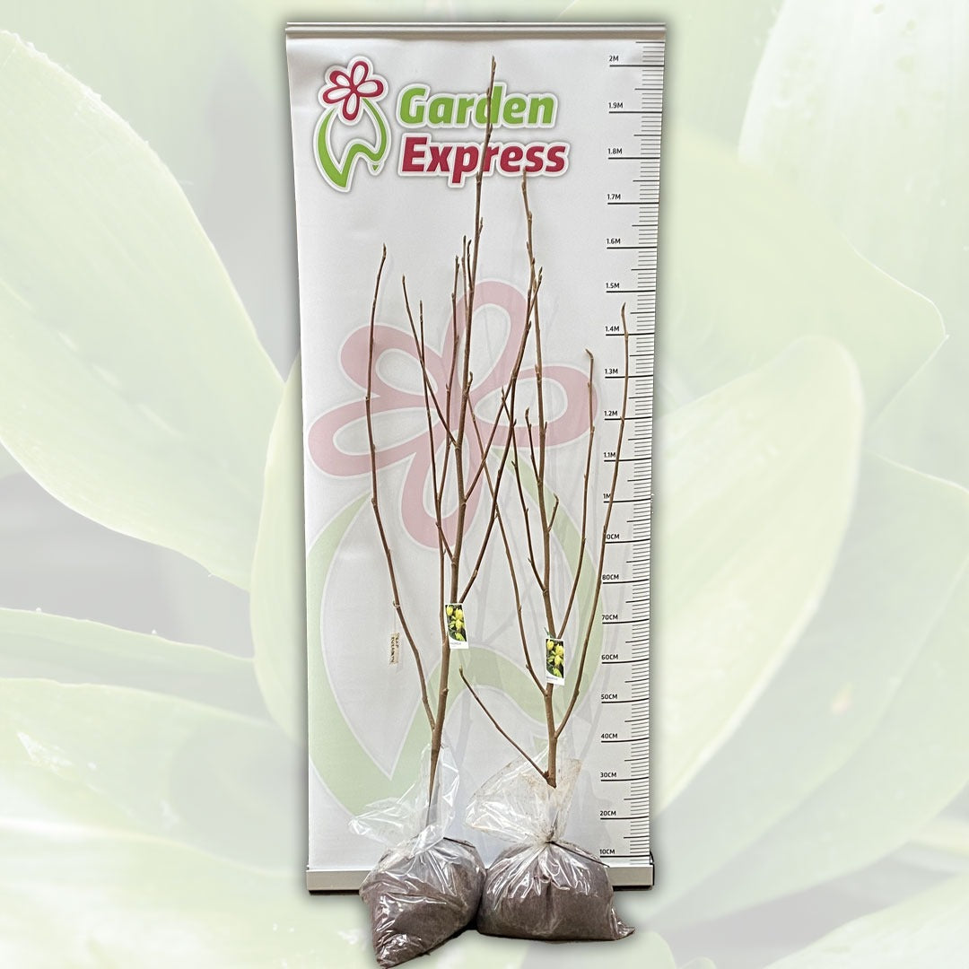 Magnolia Elizabeth Tremageli Size - Garden Express Australia