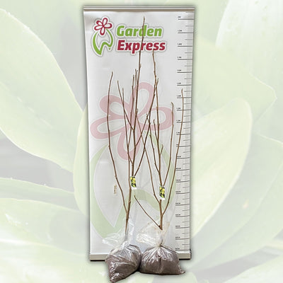 Magnolia Elizabeth Tremageli Size - Garden Express Australia