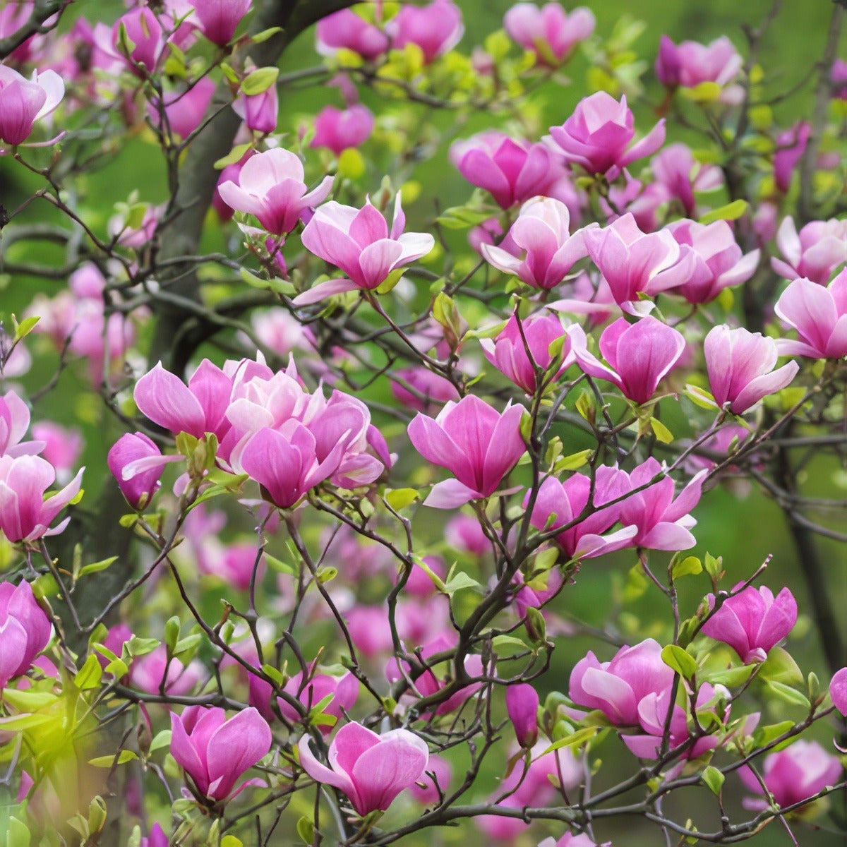 Magnolia Felix 16 - Garden Express Australia