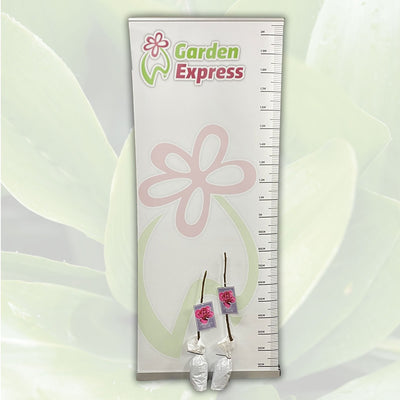 Magnolia Felix Tremagfel Size - Garden Express Australia