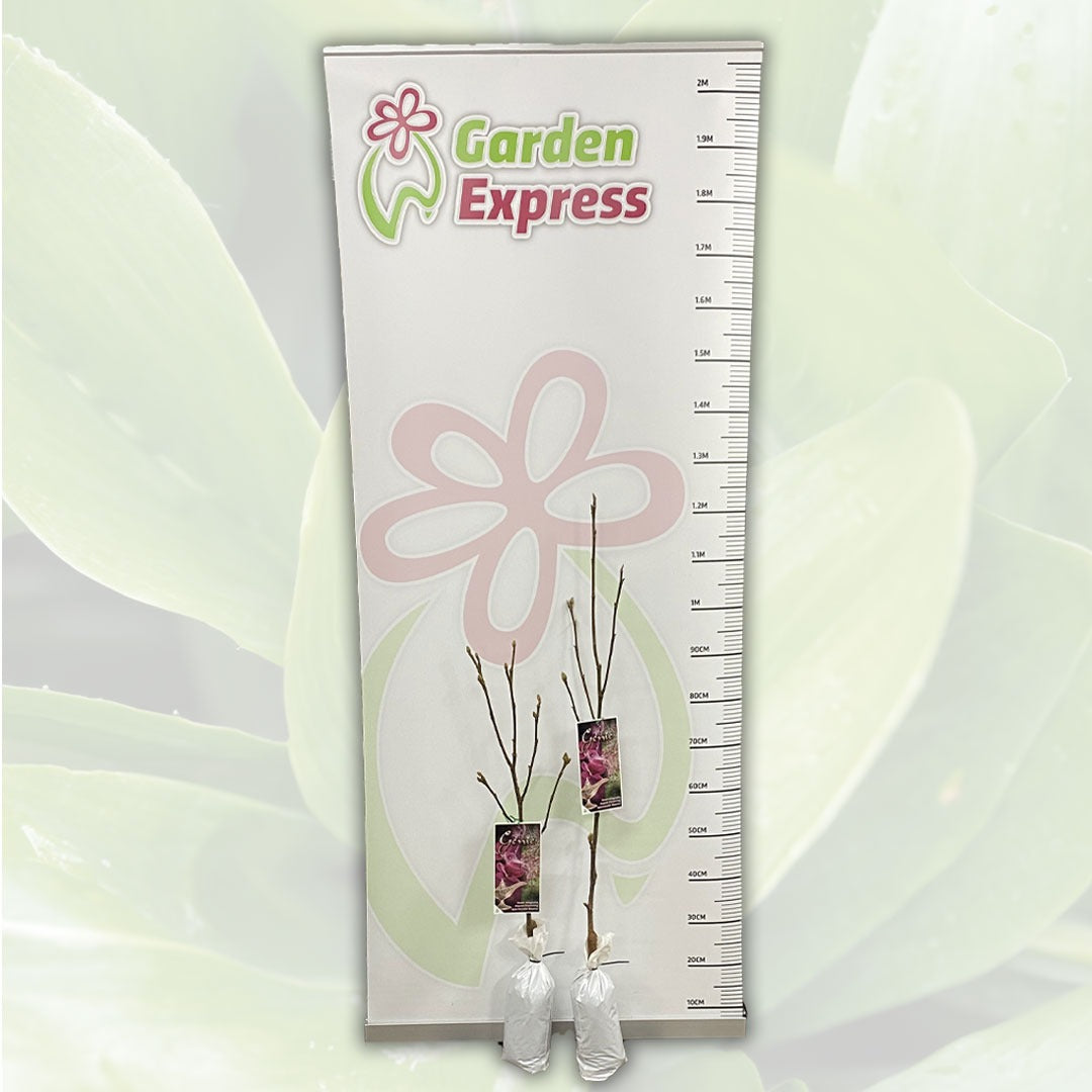 Magnolia Genie Tremaggen Size - Garden Express Australia
