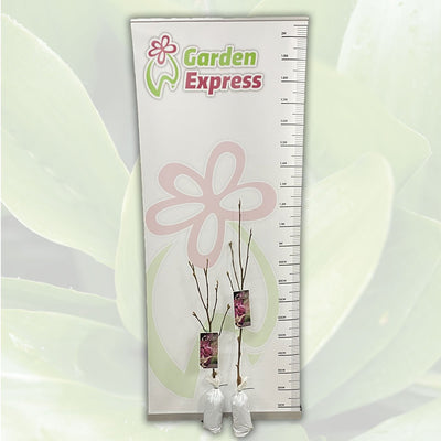 Magnolia Genie Tremaggen Size - Garden Express Australia
