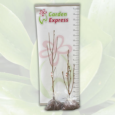 Magnolia Goldfinch Tremaggfi Size - Garden Express Australia
