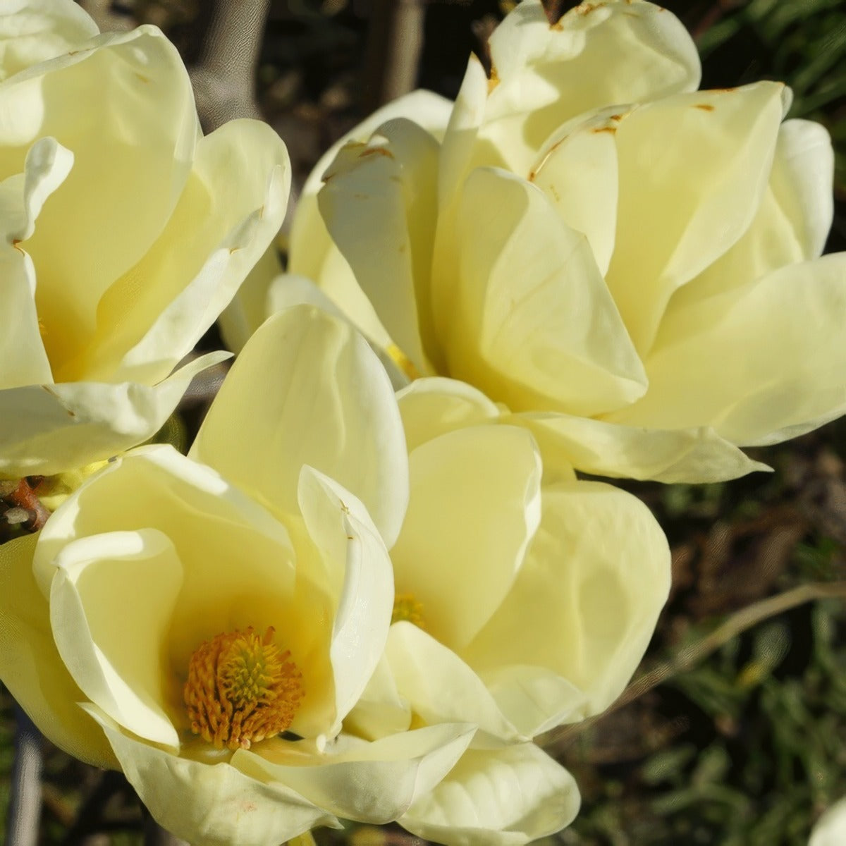 Magnolia Honey Tulip Tremaghtl - Garden Express Australia
