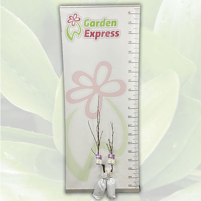 Magnolia Stellata Tremagste Size - Garden Express Australia