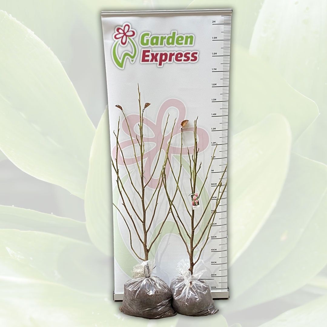 Magnolia Star Wars Tremagswa Size - Garden Express Australia