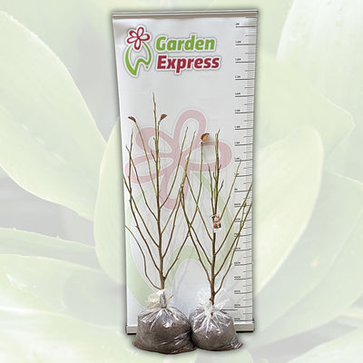 Magnolia Star Wars Tremagswa Size - Garden Express Australia