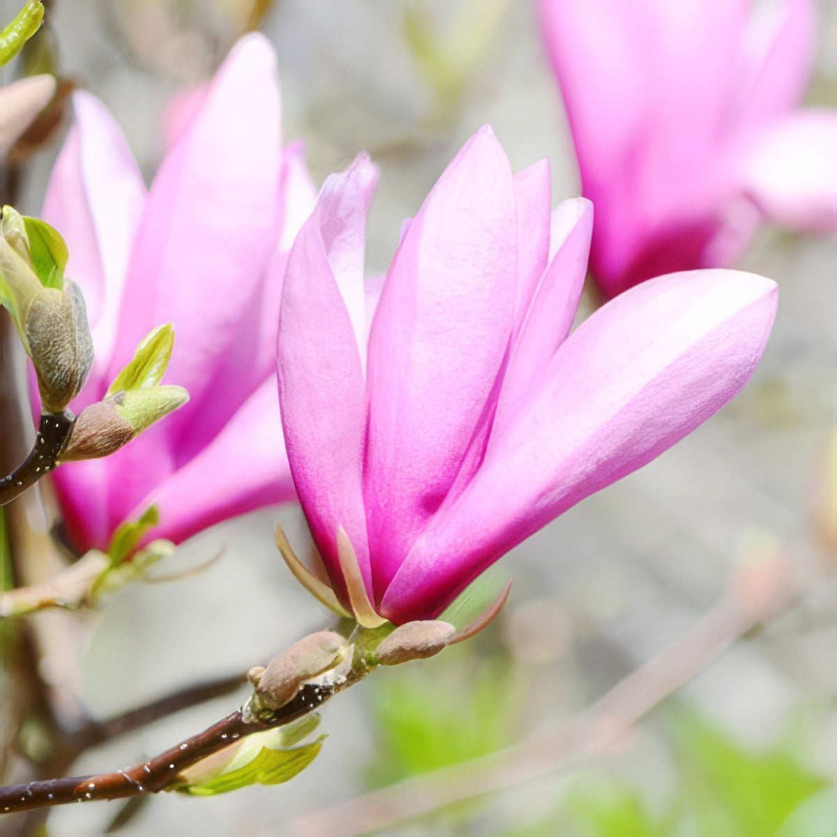 Magnolia Star Wars Tremagswa - Garden Express Australia
