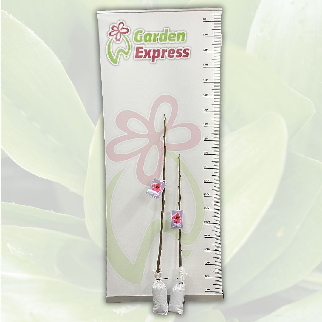Magnolia Vulcan Tremagvul Size - Garden Express Australia