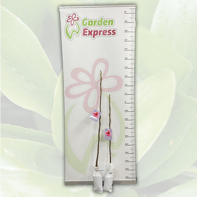 Magnolia Vulcan Tremagvul Size - Garden Express Australia
