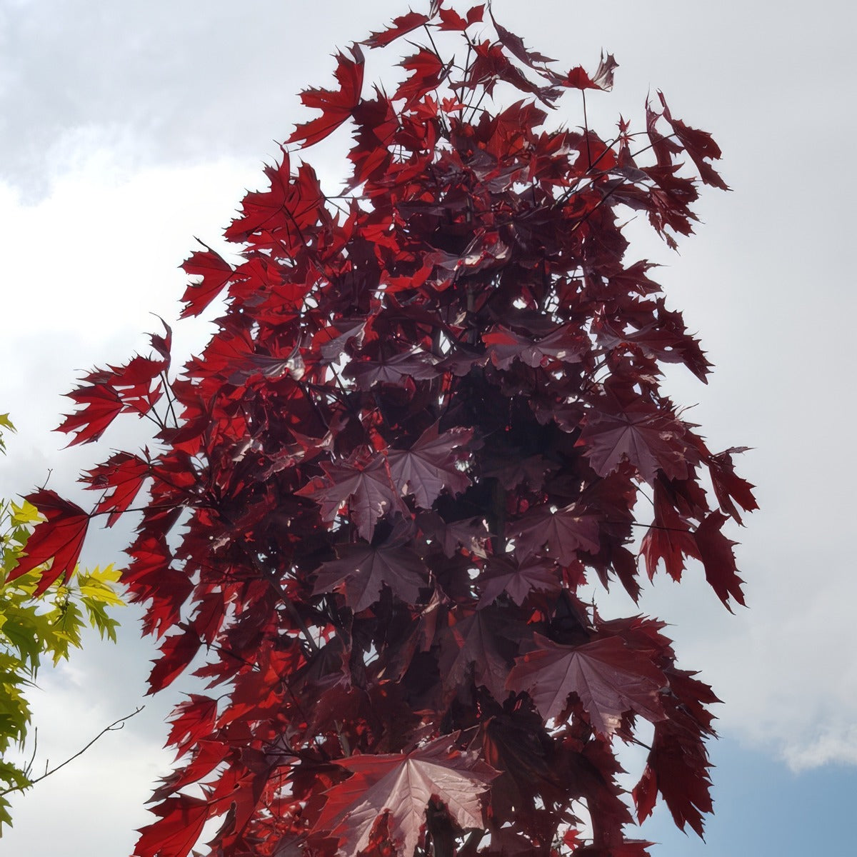 Acer Crimson Sentry - Garden Express Australia
