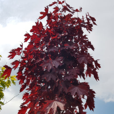 Acer Crimson Sentry - Garden Express Australia