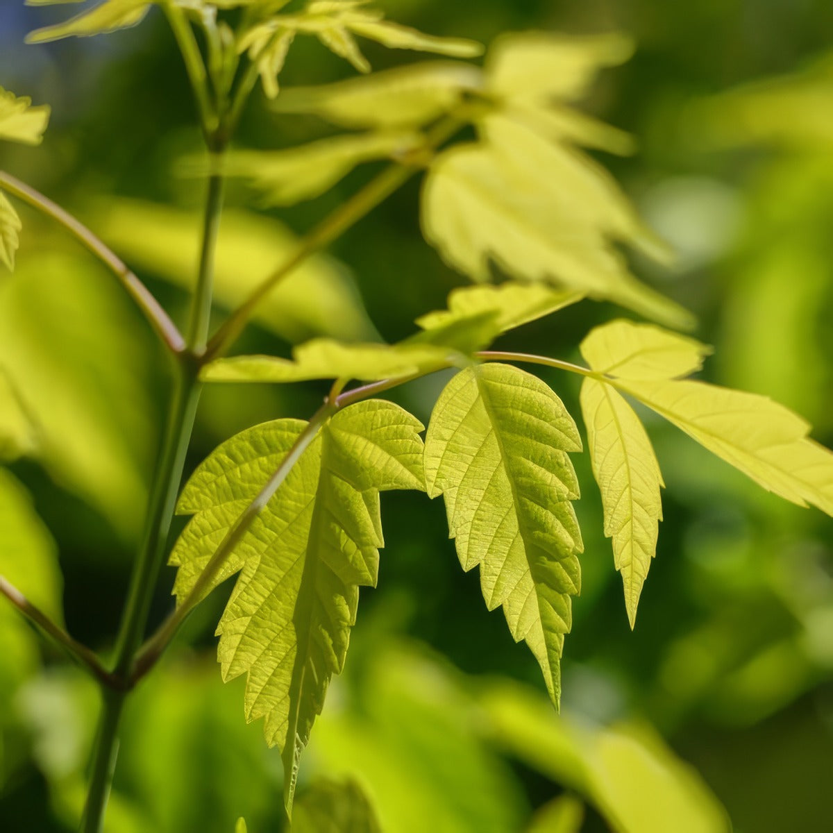 Acer Kellys Gold - Garden Express Australia