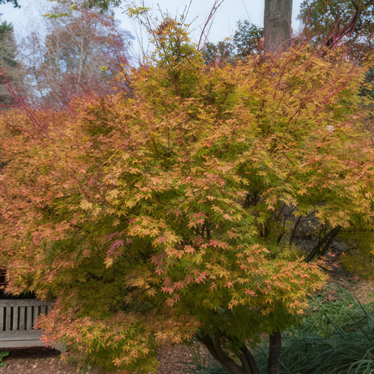 Acer Sango Kaku Treaceska - Garden Express Australia