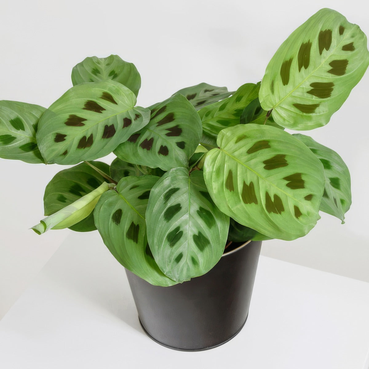 Maranta Kerchoveana P10marker - Garden Express Australia