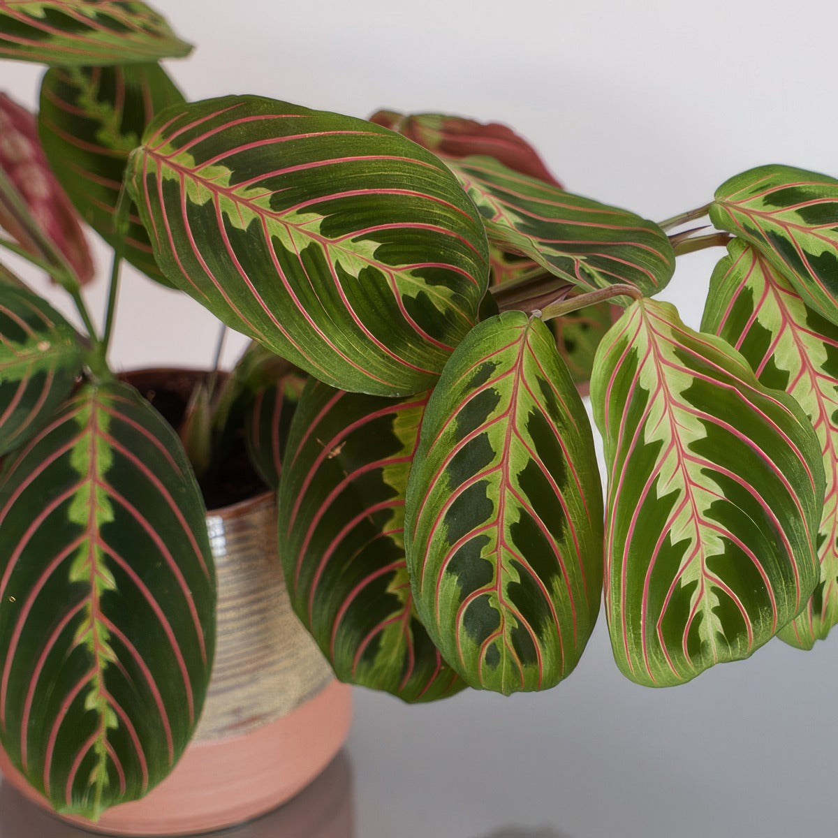 Maranta Red Veined Prayer Plant Pplmarrpl - Garden Express Australia