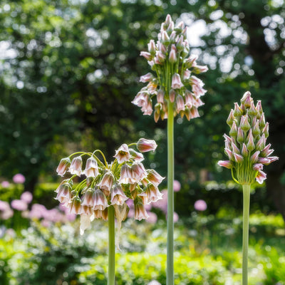 Mediterranean Bells 3 Pkmedbel 2026 - Garden Express Australia