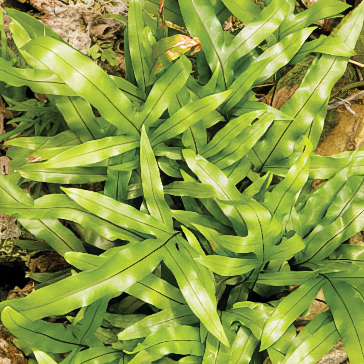 Kangaroo Fern Via Wikimedia Commons Lpokanfer - Garden Express Australia