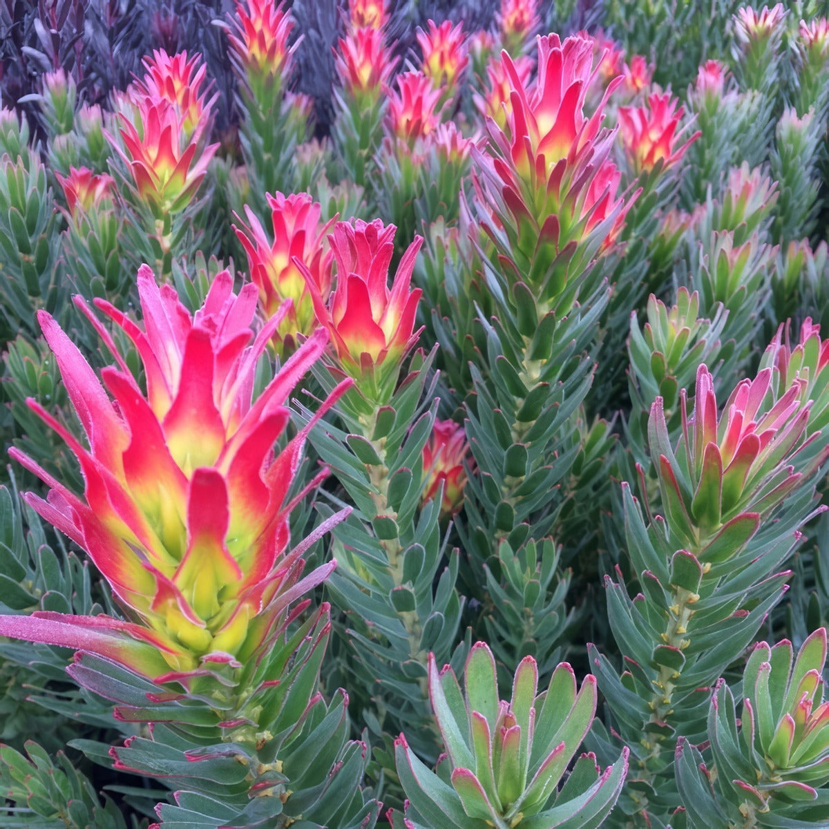 Mimetes Crackerjack Red 2 - Garden Express Australia