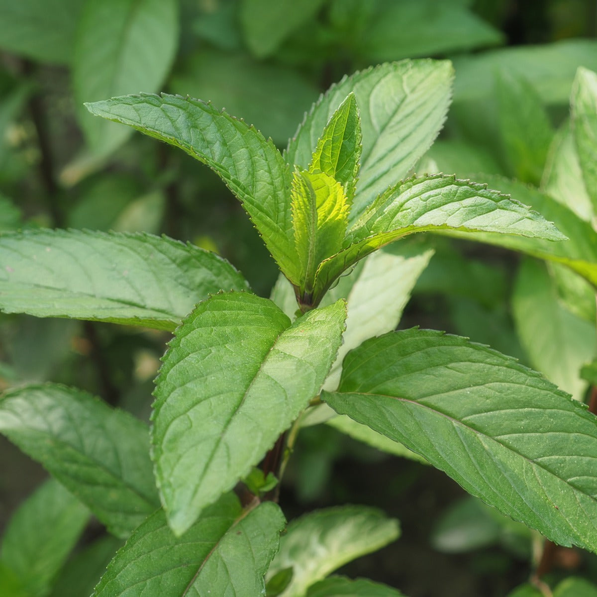 Mint Peppermint P68minpp - Garden Express Australia