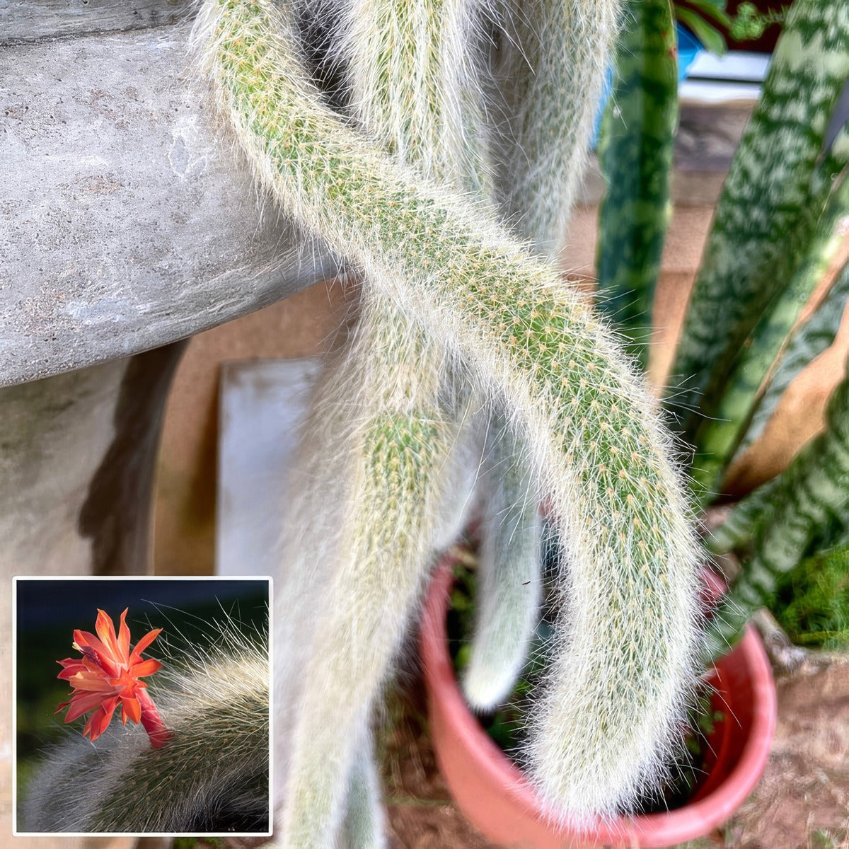 Monkeys Tail Cactus P68montlc - Garden Express Australia