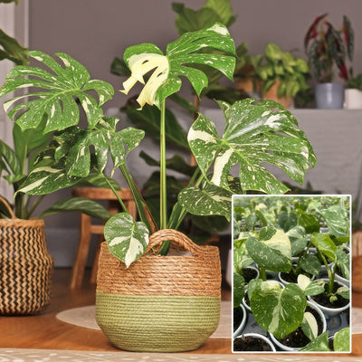 Monstera Thai Constellation 2023 P10montco - Garden Express Australia