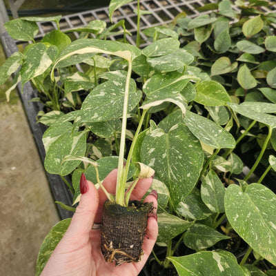 Monstera Thai Constellation Plug - Garden Express Australia