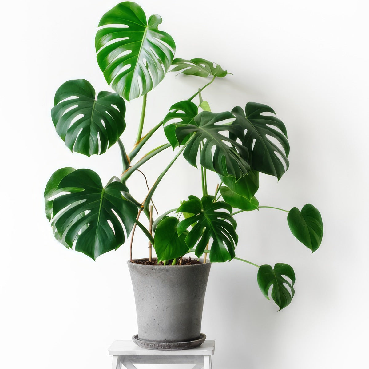 Monstera Fruit Salad Plant Pplmonfsa - Garden Express Australia