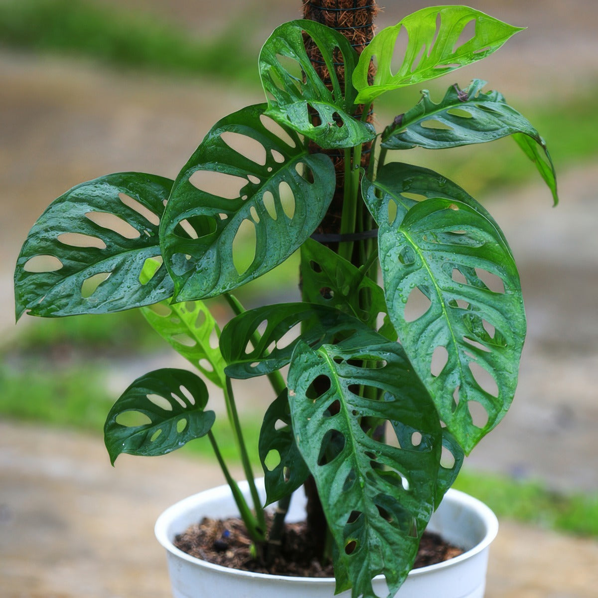 Monstera Swiss Cheese Plant Pplmonsch - Garden Express Australia