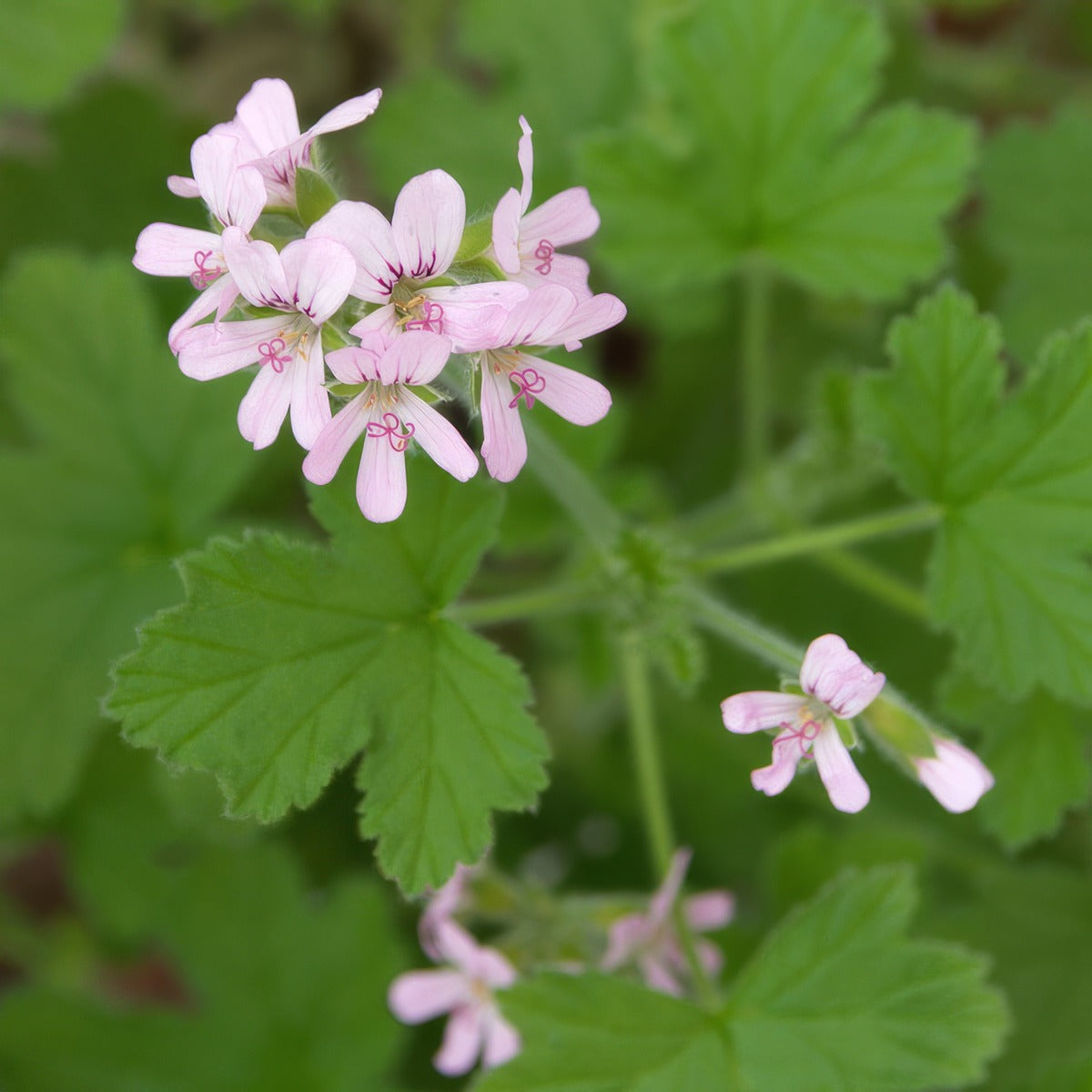 Mozzie Plant Lemon Scented Pelargonium P68mozpla - Garden Express Australia